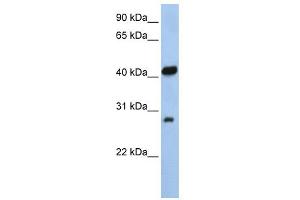 WB Suggested Anti-ZFAND3 Antibody Titration:  0. (ZFAND3 antibody  (N-Term))