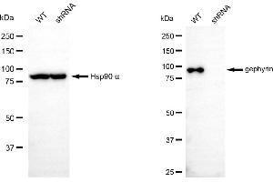 Western blotting analysis using gephyrin antibody (ABIN7798714). (Gephyrin antibody)