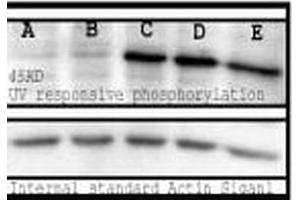 Western blot analysis of Mouse Spleen lysates showing detection of Phosphoserine protein using Rabbit Anti-Phosphoserine Polyclonal Antibody . (Phosphoserine antibody  (Atto 488))
