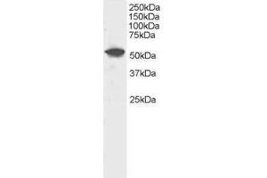Image no. 1 for anti-Dual Specificity Phosphatase 10 (DUSP10) (C-Term) antibody (ABIN374170) (DUSP10 antibody  (C-Term))