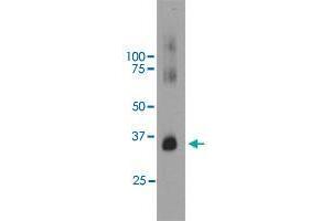 Western blot analysis of bovine retinal extracts using RHO monoclonal antibody, clone B630  at 1:5000 dilution. (Rho-related GTP-binding protein antibody)