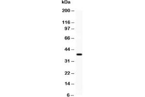 Western blot testing of SIRT1 antibody and recombinant human protein (0. (SIRT1 antibody  (AA 112-311))