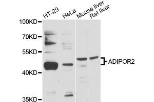 Western blot analysis of extracts of various cell lines, using ADIPOR2 antibody (ABIN6290048) at 1:3000 dilution. (Adiponectin Receptor 2 antibody)