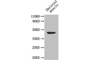 Western Blot Positive WB detected in: Mouse skeletal muscle tissue All lanes: MFGE8 antibody at 1. (MFGE8 antibody  (AA 25-334))