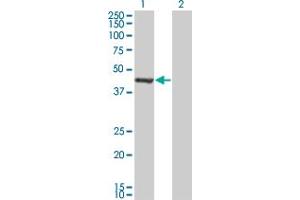 Western Blot analysis of GMPPA expression in transfected 293T cell line by GMPPA monoclonal antibody (M01), clone 2F1. (GMPPA antibody  (AA 321-420))