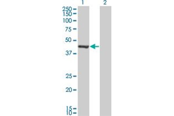 GMPPA antibody  (AA 321-420)