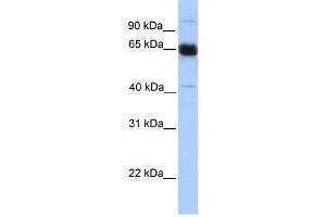 PRKAA1 antibody used at 1 ug/ml to detect target protein. (PRKAA1 antibody  (N-Term))