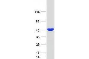 Validation with Western Blot (TPM2 Protein (Transcript Variant 1) (Myc-DYKDDDDK Tag))