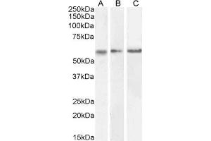 ABIN570984 (0. (CaMKII alpha/beta (Internal Region) antibody)