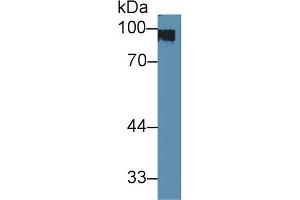 Western blot analysis of Rat Skin lysate, using Rabbit Anti-Mouse KRT1 Antibody (3 µg/ml) and HRP-conjugated Goat Anti-Rabbit antibody (abx400043, 0.