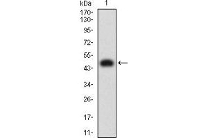Western blot analysis using CD137 mAb against human CD137 (AA: extra 24-186) recombinant protein. (CD137 antibody  (AA 24-186))