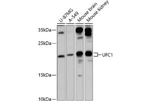 Western blot analysis of extracts of various cell lines, using UFC1 antibody (ABIN6130770, ABIN6149886, ABIN6149887 and ABIN6217098) at 1:3000 dilution.