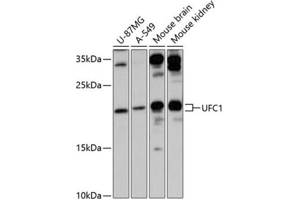 UFC1 antibody  (AA 1-167)