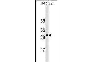 SOCS3 Antibody ABIN1540006 western blot analysis in HepG2 cell line lysates (35 μg/lane). (SOCS3 antibody)
