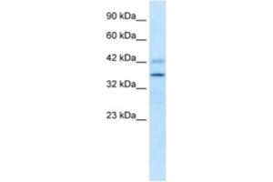 Western Blotting (WB) image for anti-Proline Rich 7 (Synaptic) (PRR7) antibody (ABIN2461035) (PRR7 antibody)