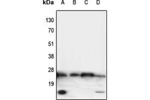 Western blot analysis of TNF alpha expression in HeLa (A), NIH3T3 (B), mouse heart (C), rat brain (D) whole cell lysates.