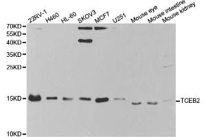 Western blot analysis of extracts of various cell lines, using TCEB2 antibody (ABIN5973098) at 1/1000 dilution. (TCEB2 antibody)