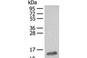Western blot analysis of Mouse heart tissue lysate using FABP4 Polyclonal Antibody at dilution of 1:400 (FABP4 antibody)
