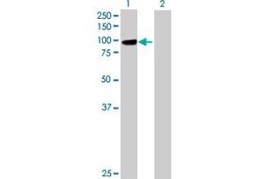 Western Blot analysis of PCDHGB1 expression in transfected 293T cell line by PCDHGB1 MaxPab polyclonal antibody. (PCDHGB1 antibody  (AA 1-810))