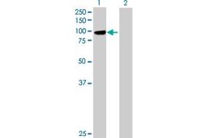 Western Blot analysis of PCDHGB1 expression in transfected 293T cell line by PCDHGB1 MaxPab polyclonal antibody.