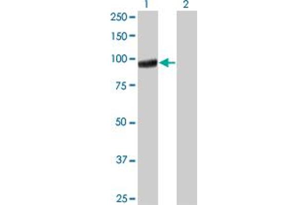 PCDHGA5 antibody  (AA 205-304)