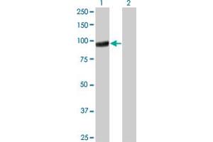 Western Blot analysis of PCDHGA5 expression in transfected 293T cell line by PCDHGA5 monoclonal antibody (M01), clone 5H5.