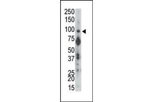 The anti-PTPalpha N-term Pab (ABIN392834 and ABIN2842259) is used in Western blot to detect PTPalpha in mouse brain tissue lysate. (PTPRA antibody  (N-Term))