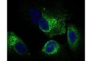 Immunofluorescence analysis of Hela cells using CLGN mouse mAb (green). (Calmegin antibody  (AA 249-405))