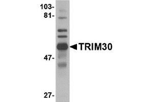 Western Blotting (WB) image for anti-Tripartite Motif Containing 30 (Trim30) (C-Term) antibody (ABIN1030773) (TRIM30 antibody  (C-Term))