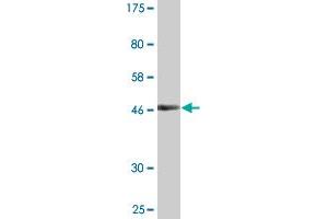 ITGB1BP1 antibody  (AA 1-200)