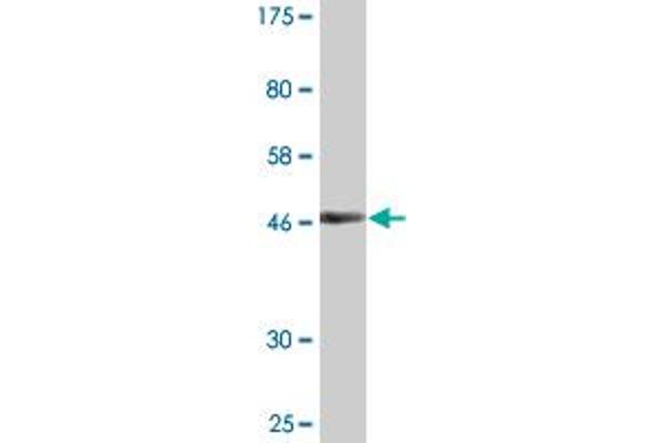 ITGB1BP1 antibody  (AA 1-200)