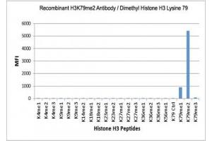 The recombinant H3K79me2 antibody specifically reacts to Histone H3 dimethylated at Lysine 79 (K79me2). (Recombinant Histone 3 antibody  (H3K79me2))