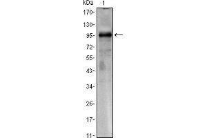 Western blot analysis using CRTC1 mouse mAb against CRTC1-hIgGFc transfected HEK293 cell lysate (CRTC1 antibody)