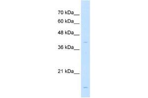 LMAN2 antibody used at 1 ug/ml to detect target protein. (LMAN2 antibody  (N-Term))