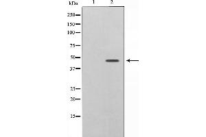 Western blot analysis of Caspase 9 phosphorylation expression in TNF treated HeLa whole cell lysates,The lane on the left is treated with the antigen-specific peptide. (Caspase 9 antibody  (pThr125))