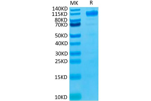 FLT1 Protein (His-Avi Tag,Biotin)