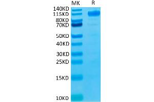 Biotinylated Human VEGF R1 on Tris-Bis PAGE under reduced condition. (FLT1 Protein (His-Avi Tag,Biotin))