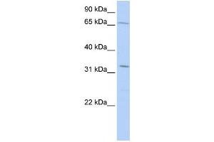 Western Blotting (WB) image for anti-Tripartite Motif Containing 22 (TRIM22) antibody (ABIN2458333) (TRIM22 antibody)