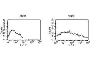 Image no. 3 for anti-Tumor Necrosis Factor (Ligand) Superfamily, Member 13 (TNFSF13) antibody (ABIN187284) (TNFSF13 antibody)
