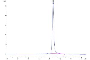 The purity of Cynomolgus GAS6 is greater than 95 % as determined by SEC-HPLC. (GAS6 Protein (AA 31-637) (His tag))