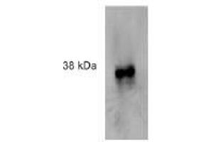 Image no. 3 for anti-Formyl Peptide Receptor 2 (FPR2) antibody (ABIN329919) (FPR2 antibody)