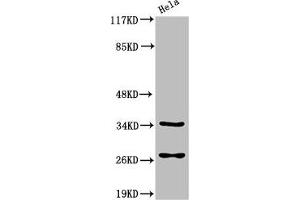 Western Blot analysis of HeLa cells using Cleaved-Caspase-6 p18 (D162) Polyclonal Antibody (Caspase 6 antibody  (Cleaved-Asp162))