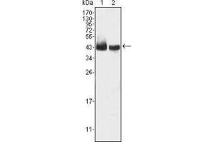 Western blot analysis using KLF15 mouse mAb against HepG2 (1) and SMMC-7721 (2) cell lysate. (KLF15 antibody)