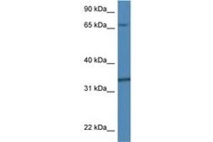 Image no. 1 for anti-Tubulin Folding Cofactor B (TBCB) (AA 37-86) antibody (ABIN6746332) (TBCB antibody  (AA 37-86))
