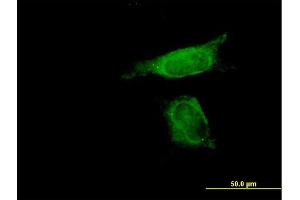 Immunofluorescence of purified MaxPab antibody to SENP8 on HeLa cell. (SENP8 antibody  (AA 1-212))