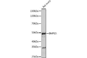 Western blot analysis of extracts of Rat ovary, using BMP15 Rabbit mAb (ABIN7265896) at 1:1000 dilution. (BMP15 antibody)