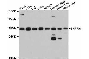 Western blot analysis of extracts of various cell lines, using SNRPA1 antibody. (SNRPA1 antibody  (AA 1-220))