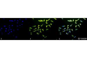 Immunocytochemistry/Immunofluorescence analysis using Mouse Anti-Hsc70 (Hsp73) Monoclonal Antibody, Clone 1F2-H5 . (Hsc70 antibody  (FITC))