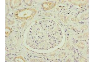 Immunohistochemistry of paraffin-embedded human kidney tissue using ABIN7160924 at dilution of 1:100 (NDUFB5 antibody  (AA 100-189))