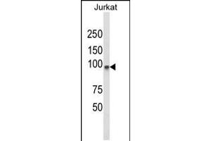 Western blot analysis of PLCL1 Antibody in Jurkat cell line lysates (35ug/lane) (PLCL1 antibody  (N-Term))